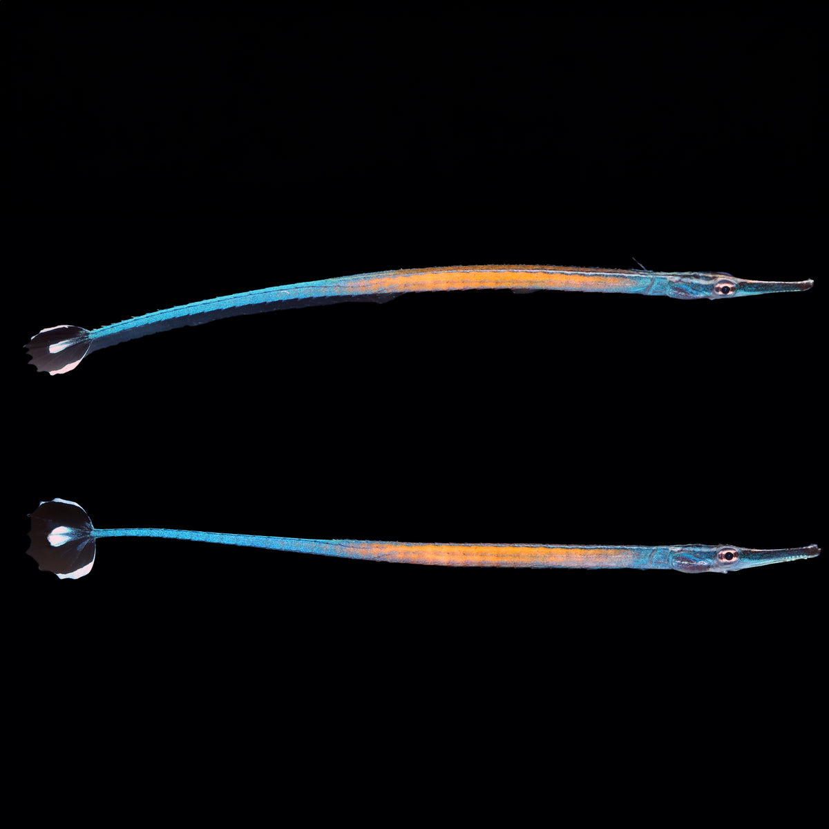 Captive Bred Janss&#39; Pipefish
