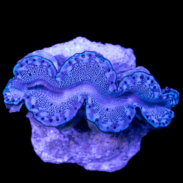 WYSIWYG cultured Maxima Clam 1