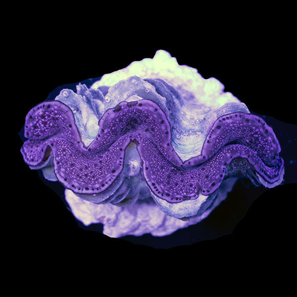 WYSIWYG cultured Maxima Clam 2
