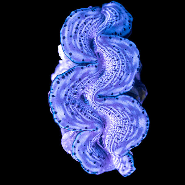 WYSIWYG cultured Maxima Clam 3