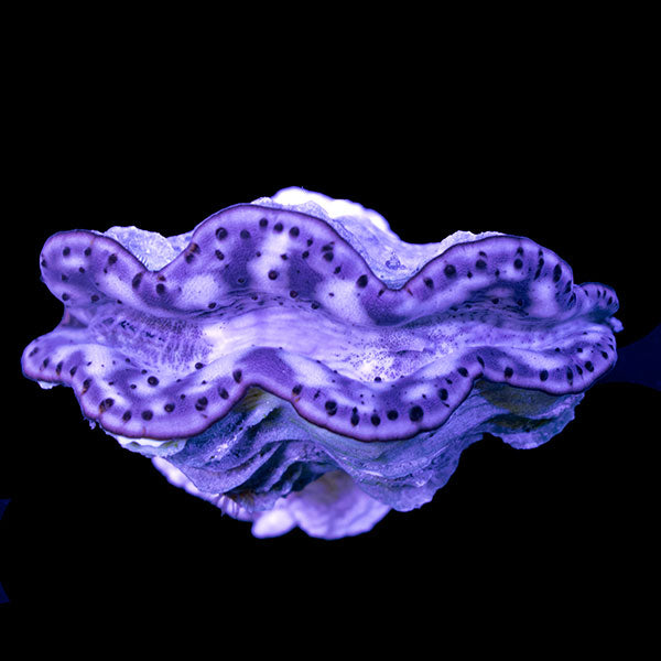 WYSIWYG cultured Maxima Clam 4
