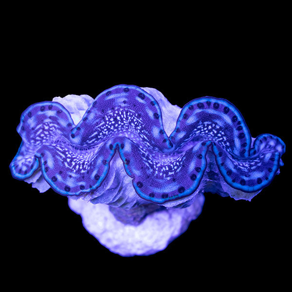 WYSIWYG cultured Maxima Clam 5