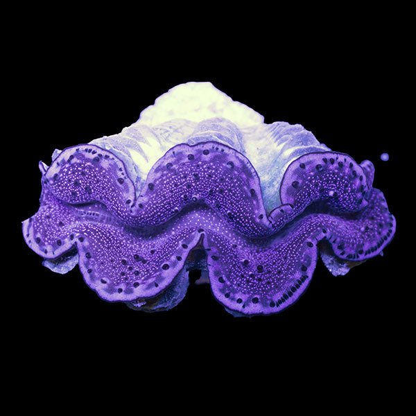 WYSIWYG cultured Maxima Clam 6