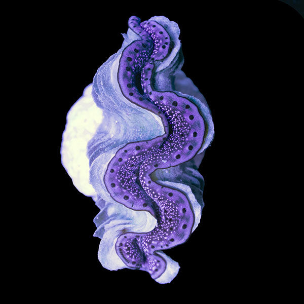 WYSIWYG cultured Maxima Clam 7