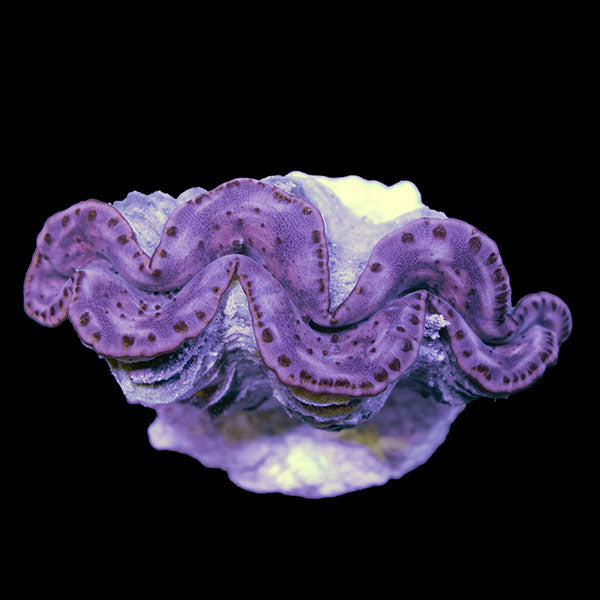 WYSIWYG cultured Maxima Clam 8