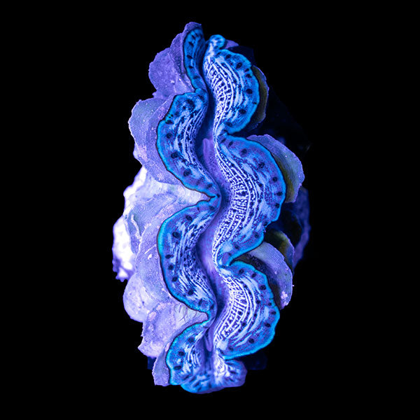 WYSIWYG cultured Maxima Clam 9
