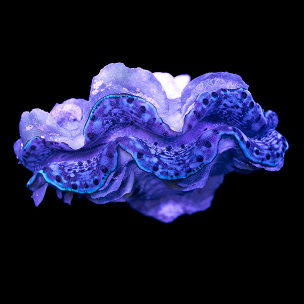 WYSIWYG cultured Maxima Clam 10