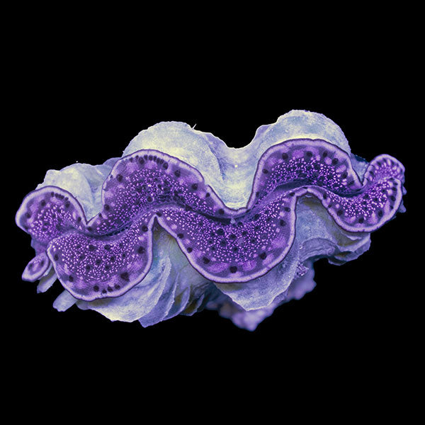WYSIWYG cultured Maxima Clam 11