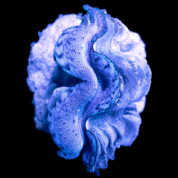 WYSIWYG cultured Maxima Clam 12