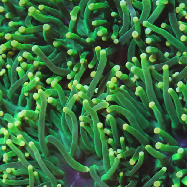Green Torch with Yellow Tips
