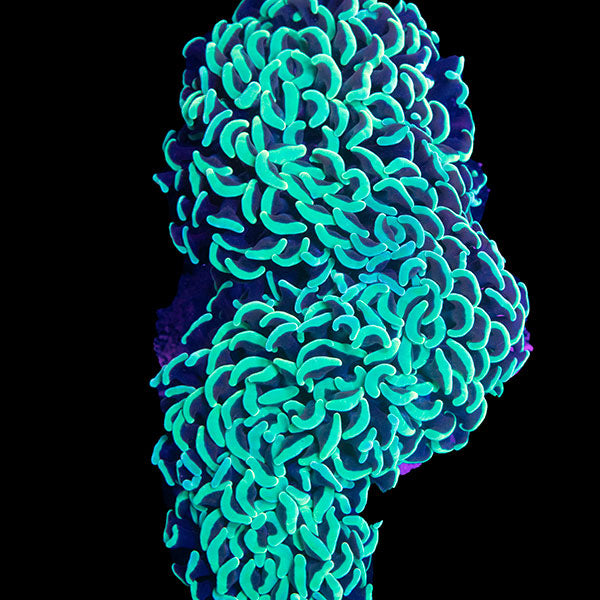 WYSIWYG cultured Green Wall Hammer