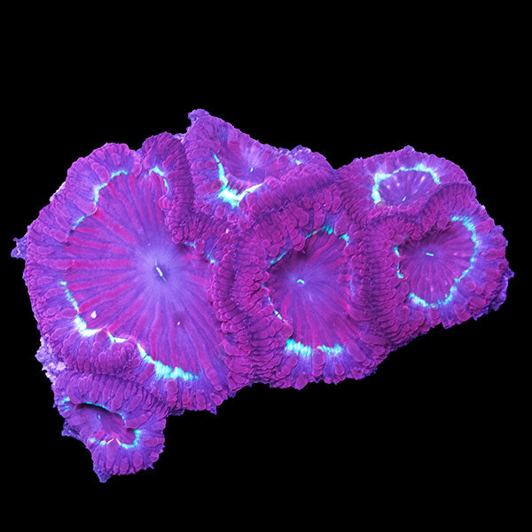 WYSIWYG cultured Red Blastomussa