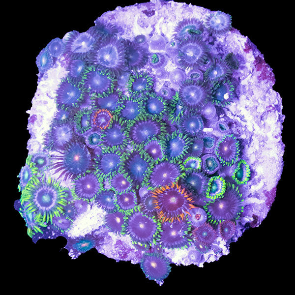 WYSIWYG cultured Zoa Mix