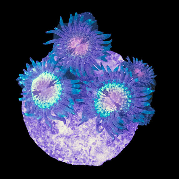 WYSIWYG cultured Panama Zoa frag