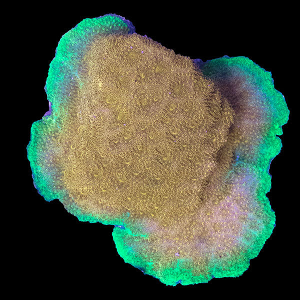 WYSIWYG aquacultured Biota Do-Si-Do Psammocora