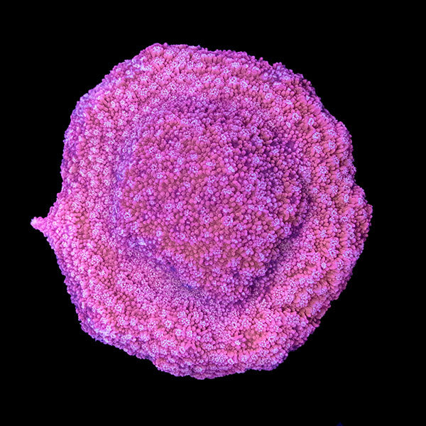 WYSIWYG aquacultured Salmon Roe Montipora