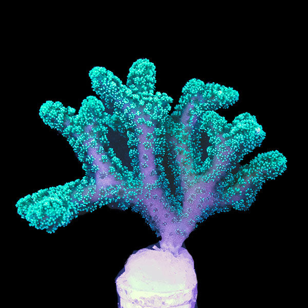 WYSIWYG cultured Pocillopora
