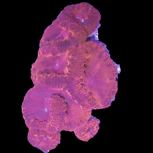 WYSIWYG cultured Red Blastomussa