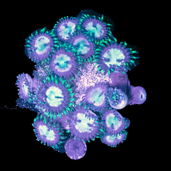 WYSIWYG cultured Panama Zoa