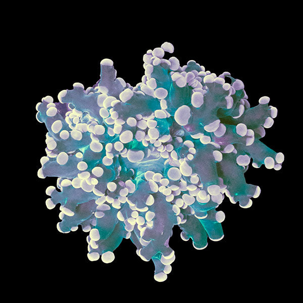 WYSIWYG cultured Gold Frogspawn Coral
