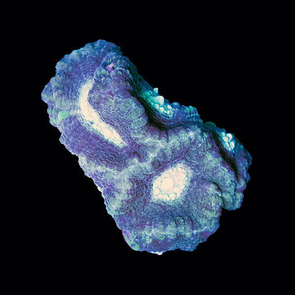 Biota Reverse Prism Favia