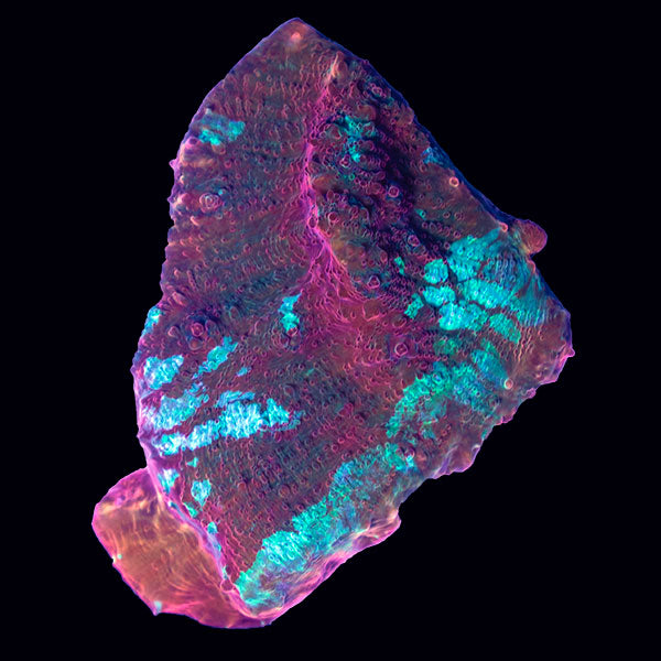 Biota Red &amp; Blue Chalice frag