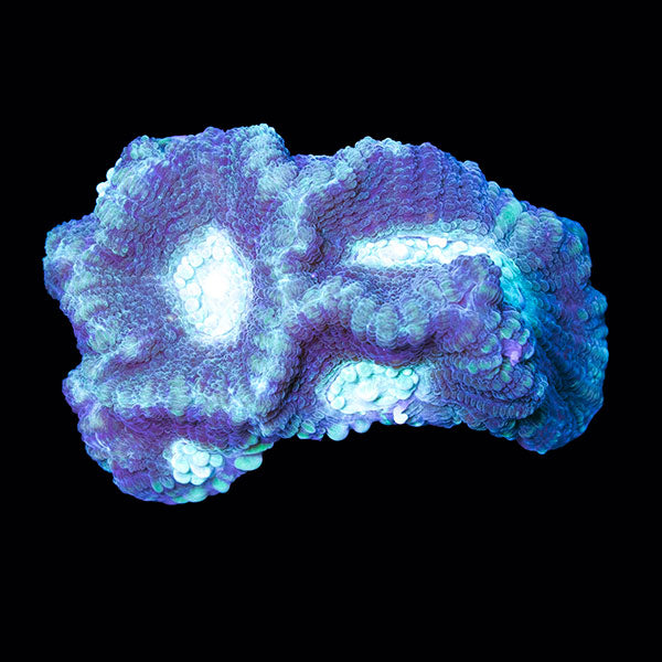 Biota Reverse Prism Favia