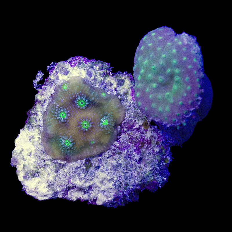 WYSIWYG cultured Sour Apple Cyphastrea and Toadstool combo