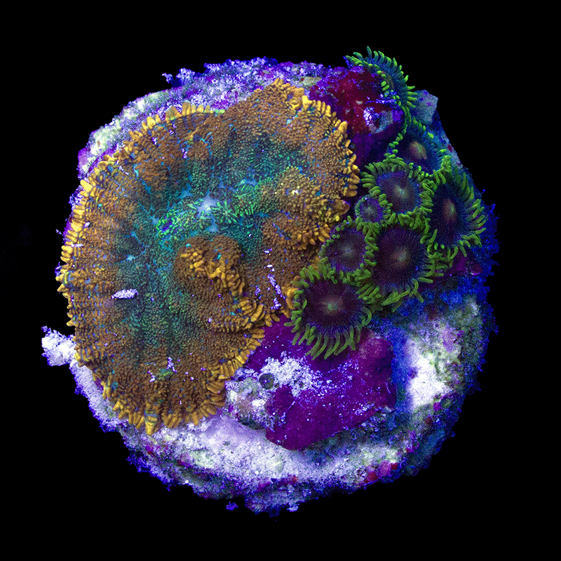 WYSIWYG cultured Panama Zoas and Mushroom Combo