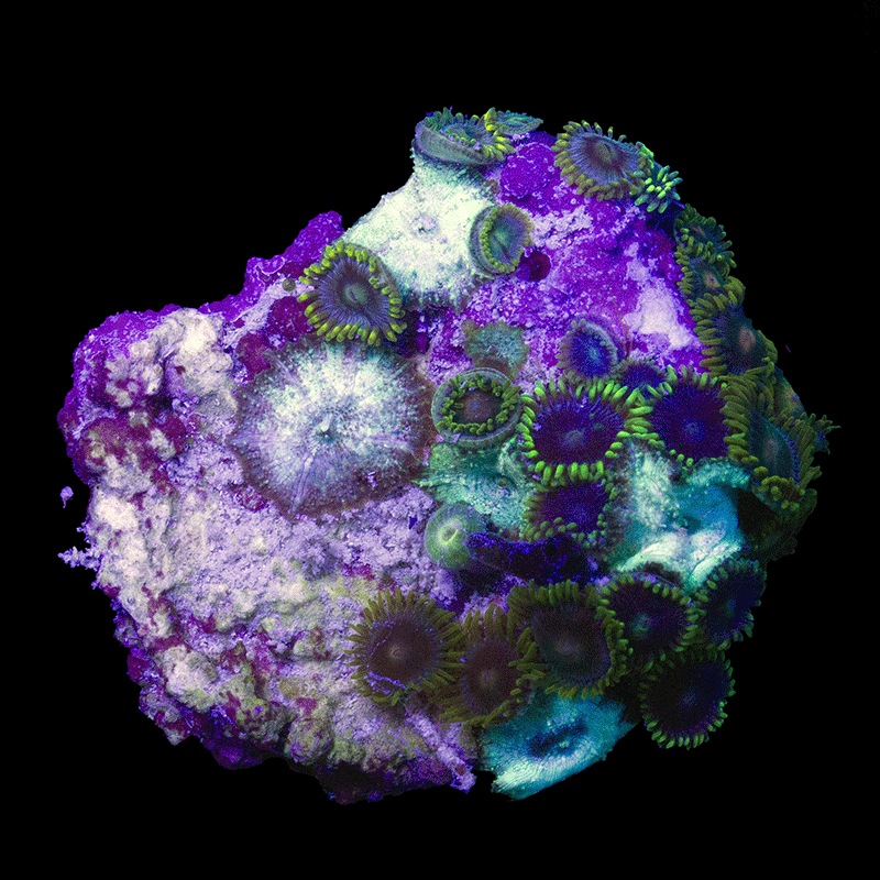 WYSIWYG cultured Panama Zoas and Mushroom Combo