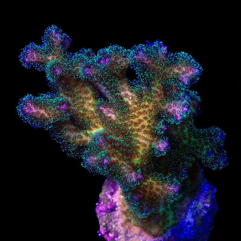 WYSIWYG cultured Biota Pocillopora