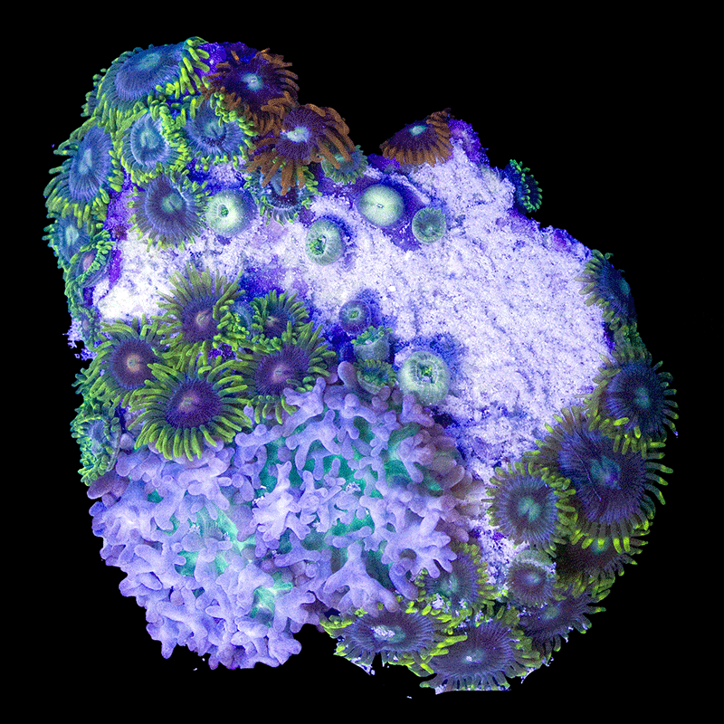 WYSIWYG cultured Panama Zoas and Mushroom Combo