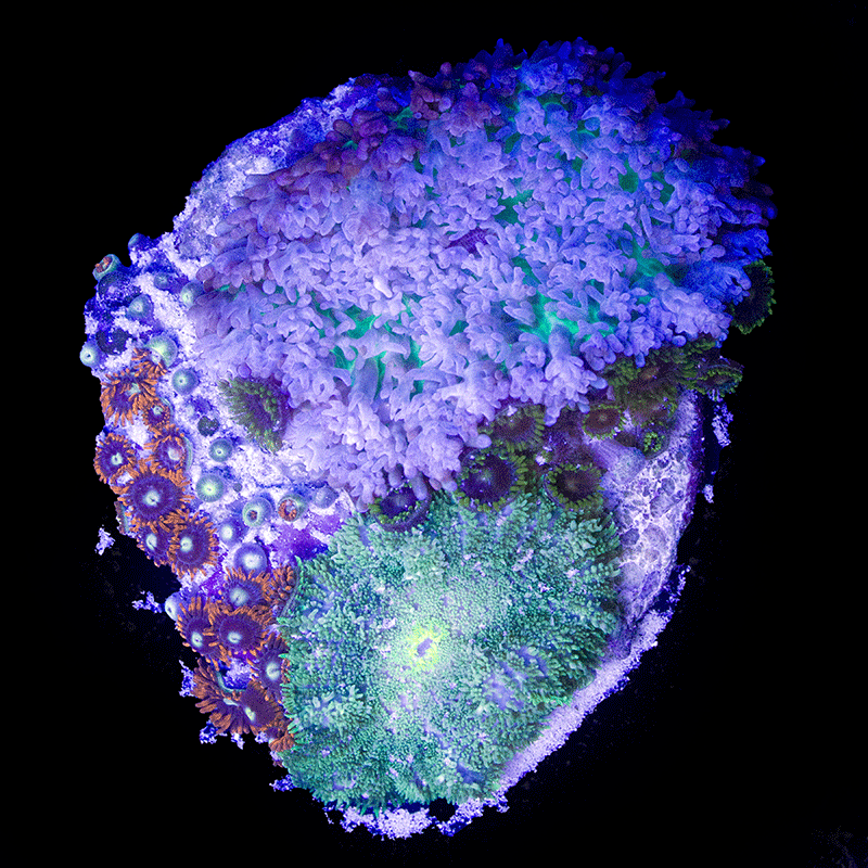 WYSIWYG cultured Panama Zoas and Mushroom Combo