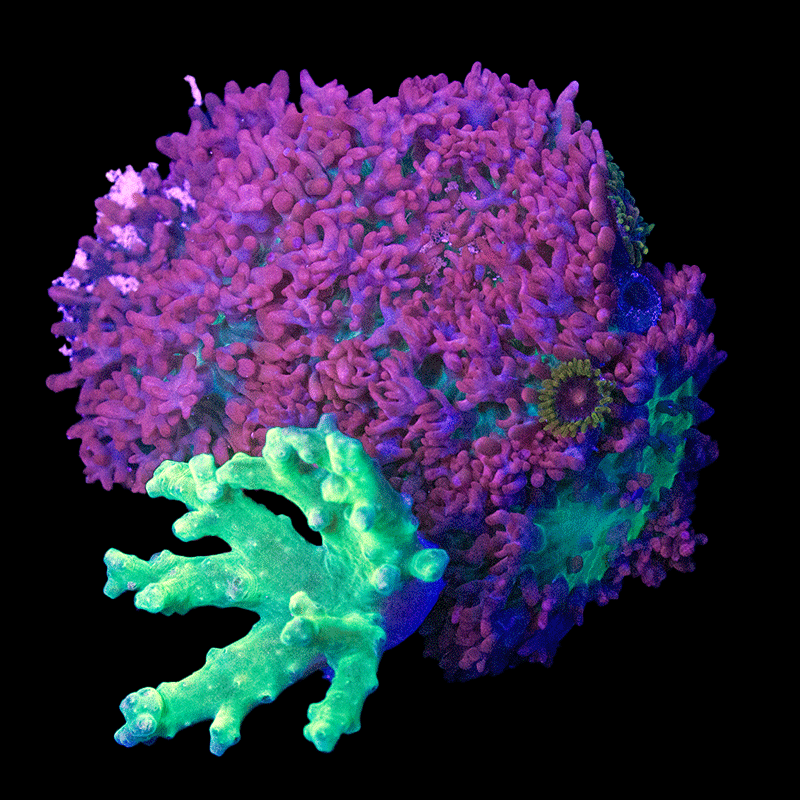 WYSIWYG cultured Alien Hands Sinularia and Lavender Lime Mushrooms Combo