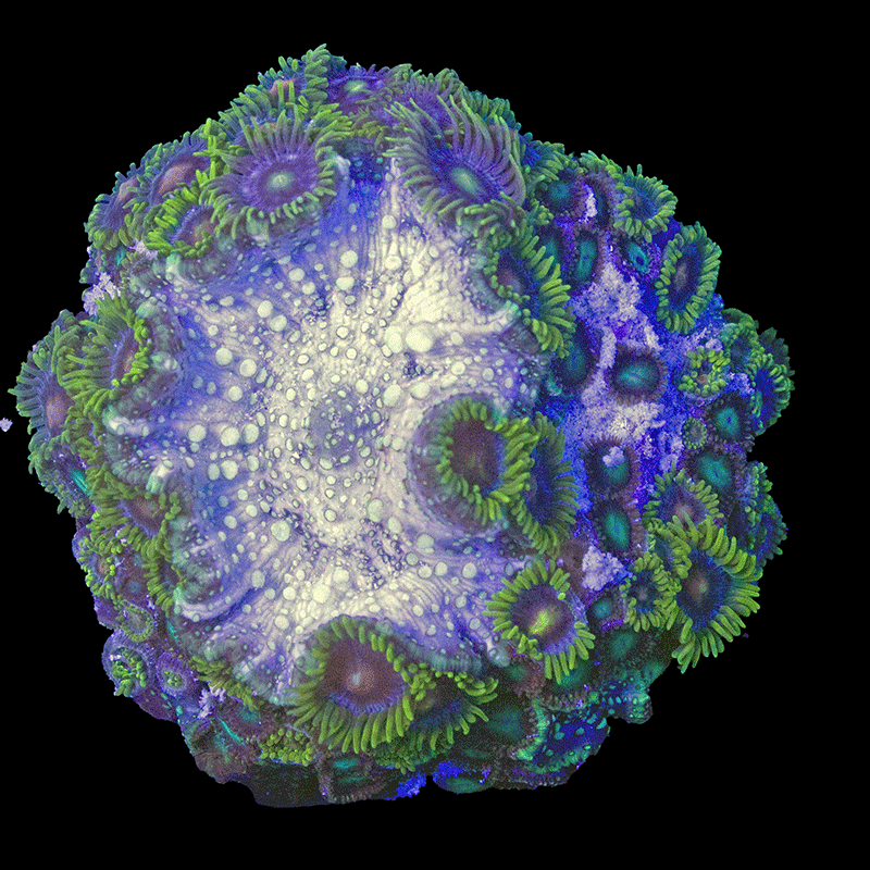 WYSIWYG cultured Panama Zoas and Mushroom