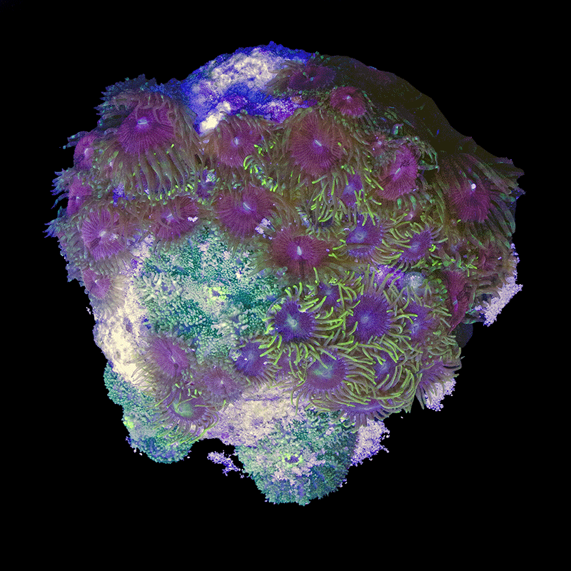 WYSIWYG cultured Panama Zoas and Mushrooms