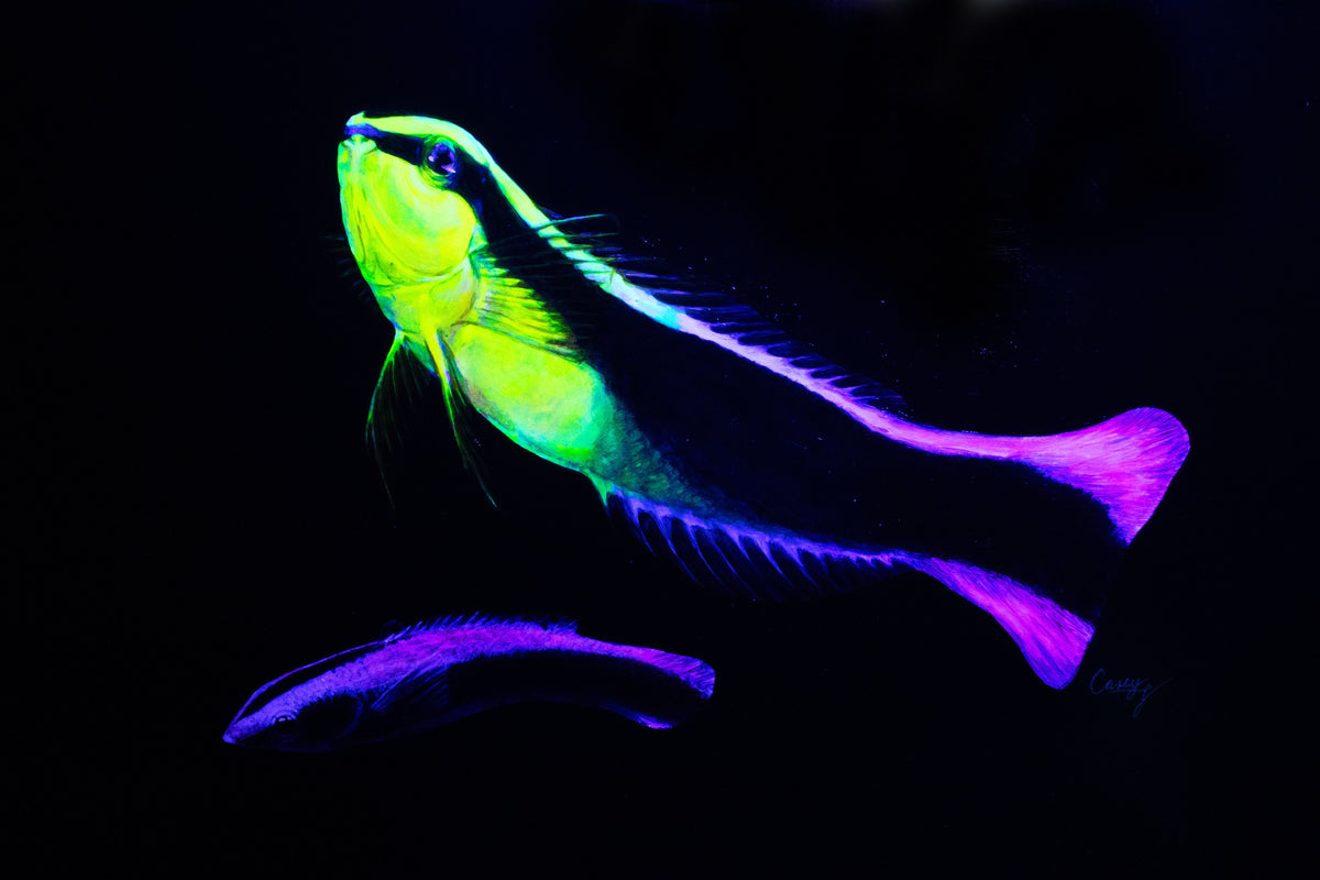 Biota Series Fluorescent Paintings by Casey Gallagher (@BluDragonArtDesign) each