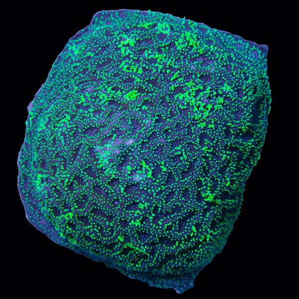 Rapunzel Coscinaraea