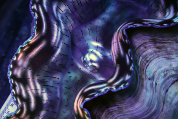 WYSIWYG cultured XXL 12" Derasa Clam