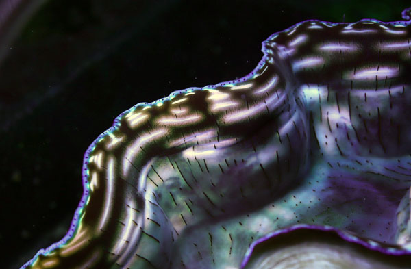WYSIWYG cultured XXL 12" Derasa Clam