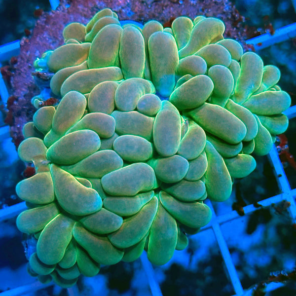 Green Bubble Coral