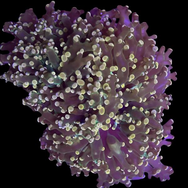 Orange Tip Frogspawn Frag - The Biota Group