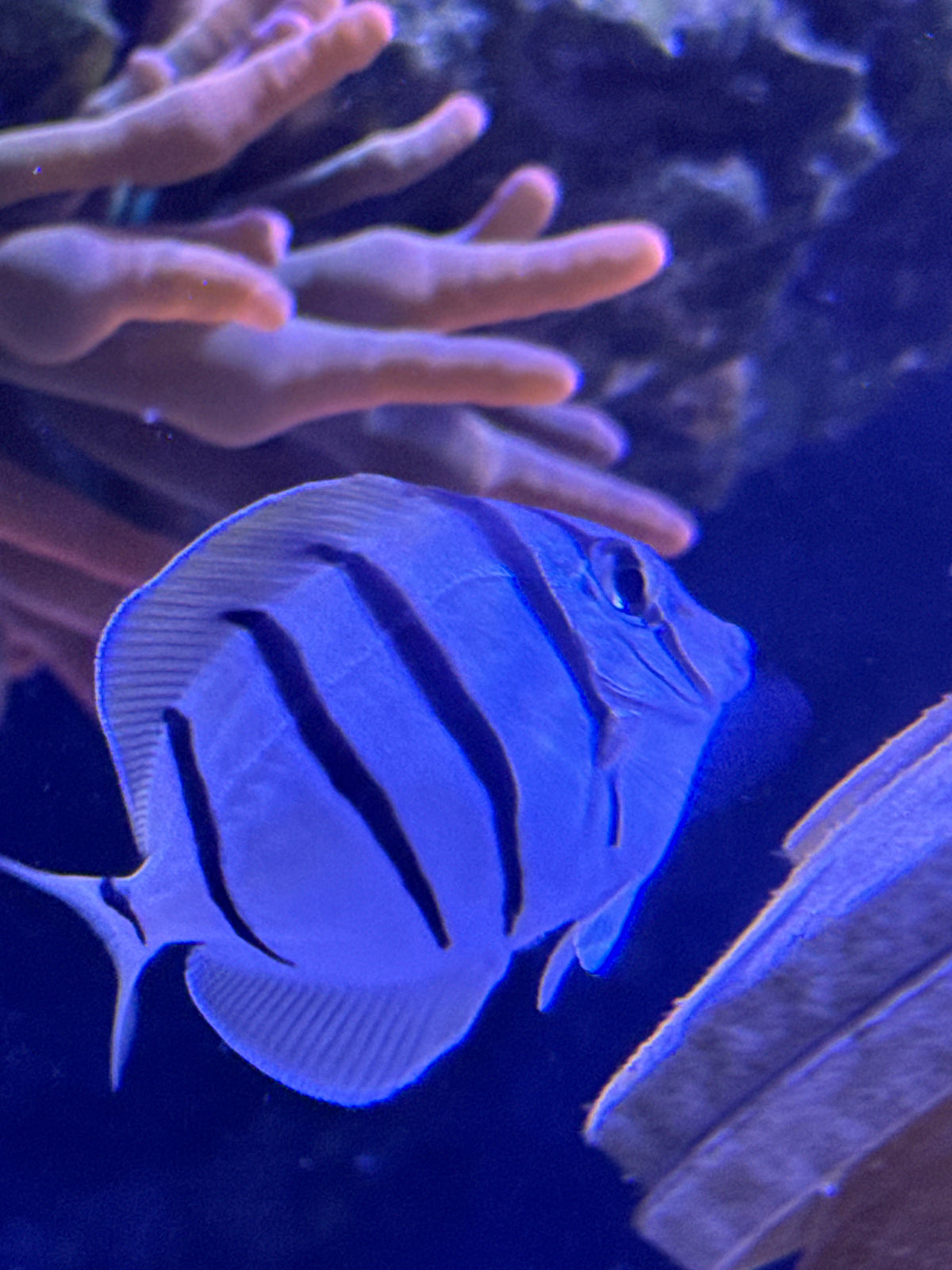 Convict Tang