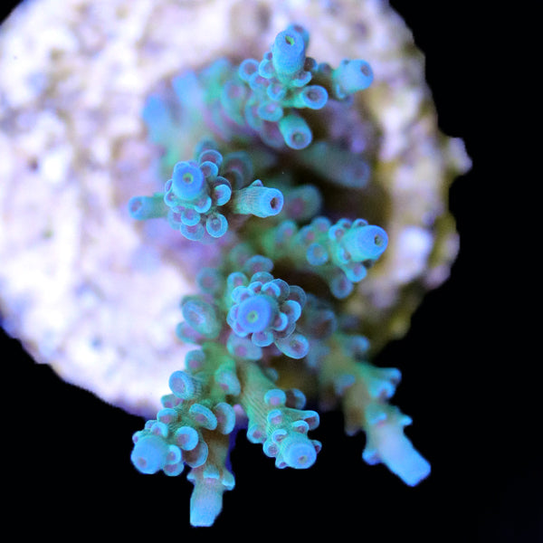 Biota Palau Manu&#39;s Blue Bottlebrush Acropora Mini-colony Grade A