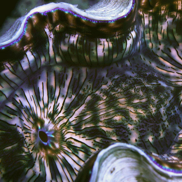 XXL Derasa Clam