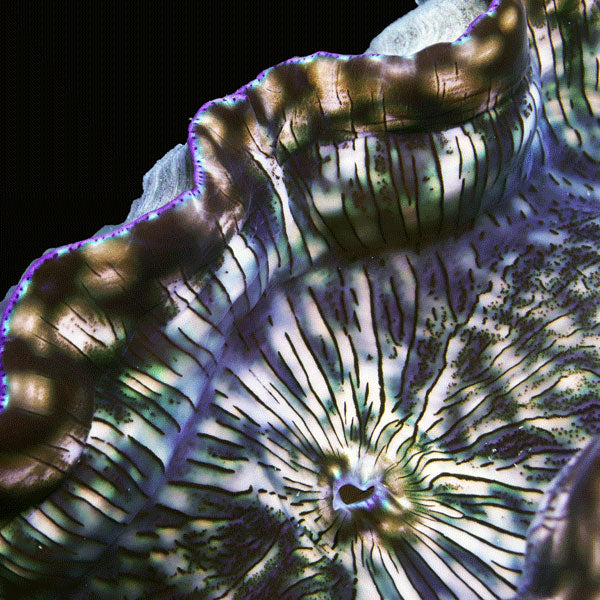XXL Derasa Clam