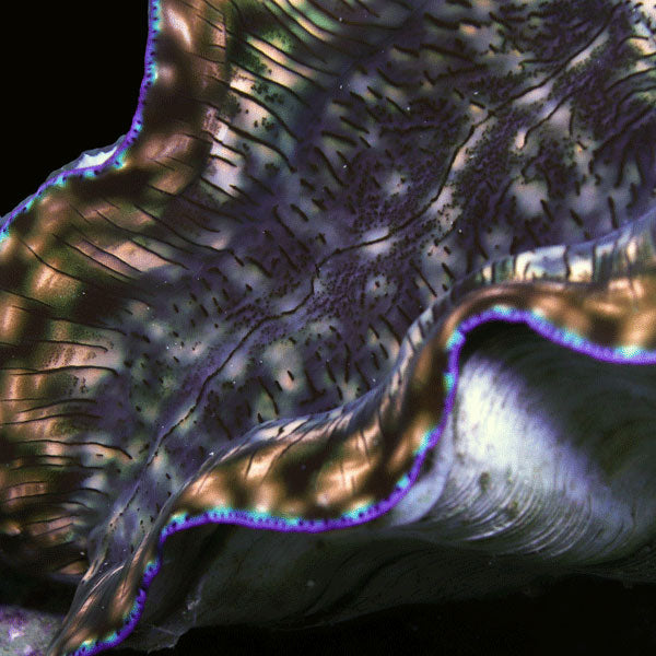 XXL Derasa Clam