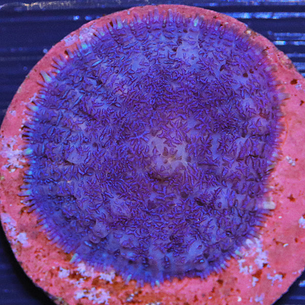 Blue Mushroom Coral One Polyp