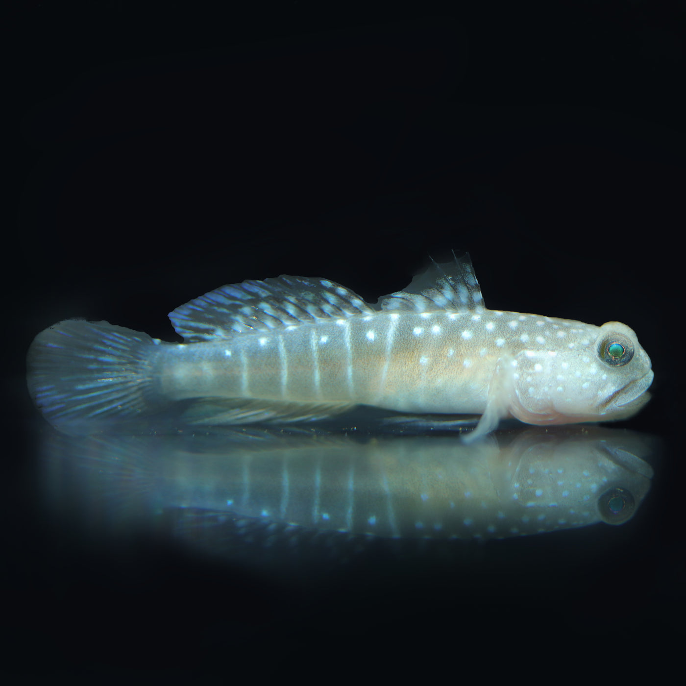 Gobies - The Biota Group