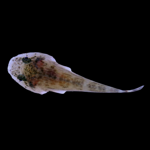 Slite Fish Skilletfish - The Biota Group